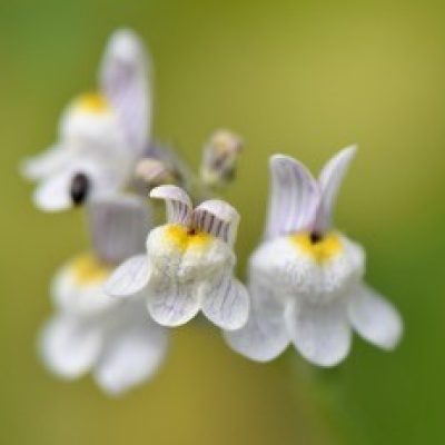 JD_Pale Toadflax