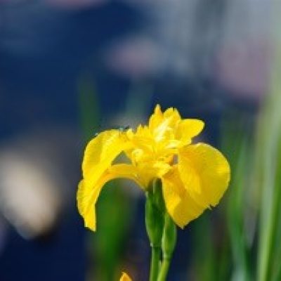 JD_YellowFlagIris_1