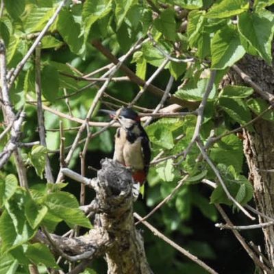 ABrindleyGreaterspottedwoodpecker