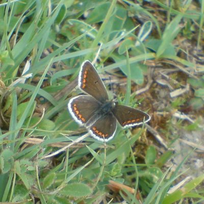 Brown-argus-butterfly-male