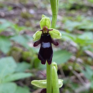 Fly-orchid
