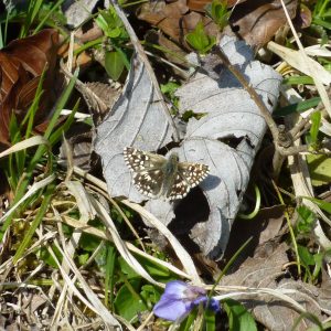 Grizzled-skipper-butterfly
