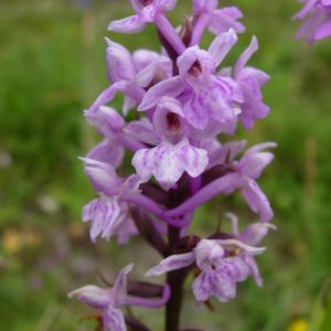 Hybrid-Common-spotted-x-Fragrant-orchid