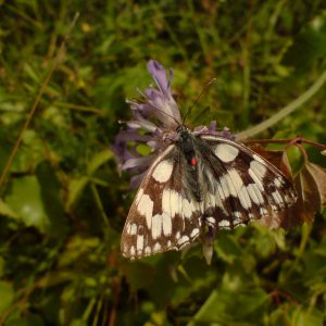 Marbled-white-butterfly-with-parasitic-mites