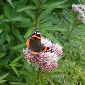 Red-admiral-butterfly