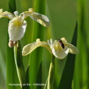 ab_honeybee