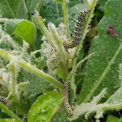 20210610_Mullein Moth Caterpillar