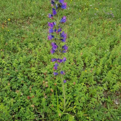 20210630_vipers_bugloss